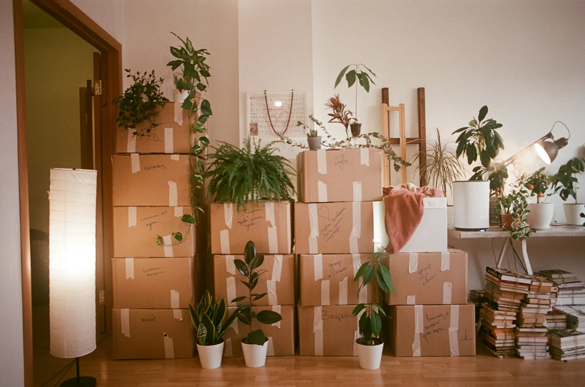 A migration is a move, not a swap: list what you own, pack it in an order you can unpack, and keep both addresses working until the last box arrives. Stacked cardboard moving boxes and potted plants filling a room during a relocation